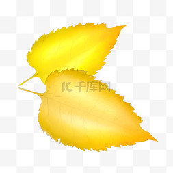 秋天黄色树叶插图