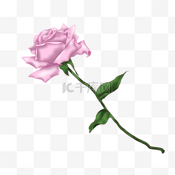 玫瑰花绿色叶子图片_情人节粉色玫瑰花插画