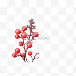 冬季圣诞红果植物PNG图片