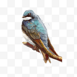 喜鹊小鸟动物鸟类鸟水彩画