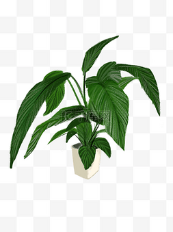 手绘绿色盆栽植物图片_手绘绿色植物盆栽可商用元素