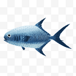 蓝色圆弧海鱼