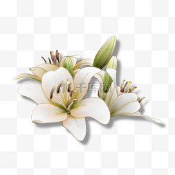 灵动素材图片_全白纯洁的百合花朵
