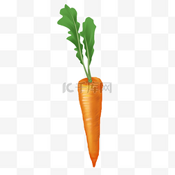 胡萝卜和土图片_蔬菜红萝卜