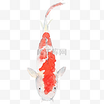 水墨红斑白色鲤鱼
