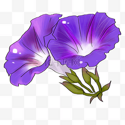 手绘美丽花朵图片_手绘紫色牵牛花插画