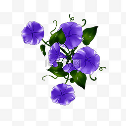 小清新紫色花图片_紫色牵牛花手绘装饰图案