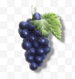 一串紫色的大葡萄