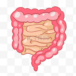 人体吸收图片_人体器官肠子插画