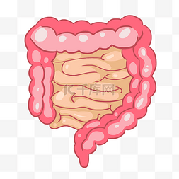 手绘器官插画图片_人体器官肠子插画