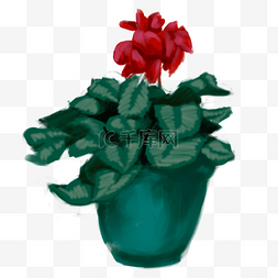红色花朵植物图片_ 红色花朵植物盆栽 