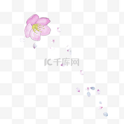 飘落的樱花插画设计