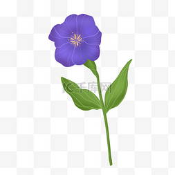 蓝紫色小花图片_蓝紫色优雅唯美小花