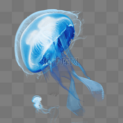 蓝色章鱼图片_蓝色透明生物水母元素