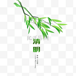 绿色的枝干图片_清明节漂浮柳树清明柳叶