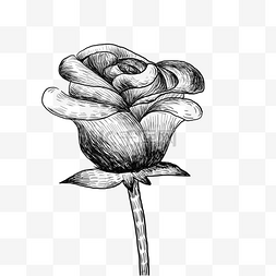 一枝玫瑰图片_线描玫瑰花