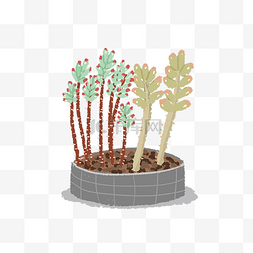 多肉植物盆栽插画手绘