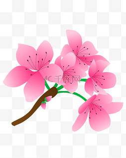 粉色花卉免扣素材图片_矢量免扣粉色桃花