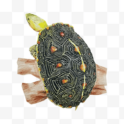 乌龟爬图片_手绘彩绘乌龟黄缘龟