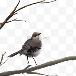 小鸟卡通动物图片_卡通树枝上的小鸟下载
