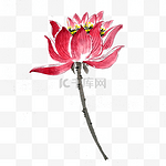 荷花莲花红色水墨工笔国画PNG