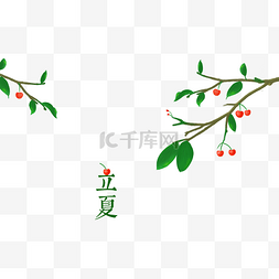 立夏二十四节气樱桃树果实夏天手