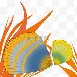 贝贝壳扇贝双壳类软体动物大海