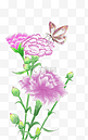 母亲节康乃馨手绘花朵蝴蝶元素