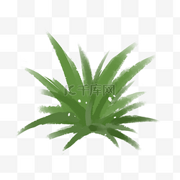 简约清新色块图片_绿植植物自然蕨类