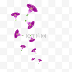 紫色花瓣手绘图片_手绘紫色的牵牛花插画
