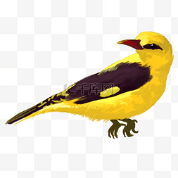 扁平化动物图片_黄色创意黄鹂鸟动物元素