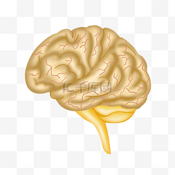 人体心脑血管图片_卡通矢量医疗大脑