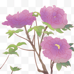 紫红色花卉手绘牡丹插画