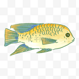海底的小鱼图片_卡通青黄色热带鱼插画