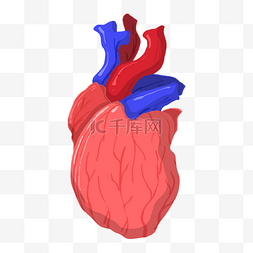 跳动心脏图片_人体器官心脏