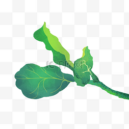 绿色的植物叶子插画