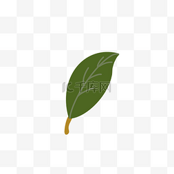 植物简图图片_一片翠绿的叶子手绘图