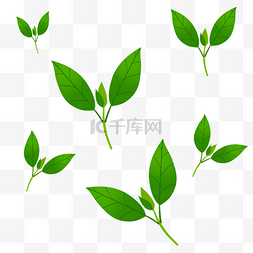 绿色植物叶子茶叶花