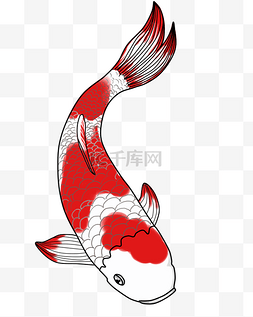 红色中国风鲤鱼图片_中国风锦鲤手绘插画