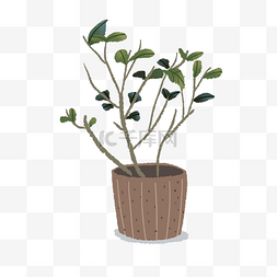 盆栽植物手绘插画