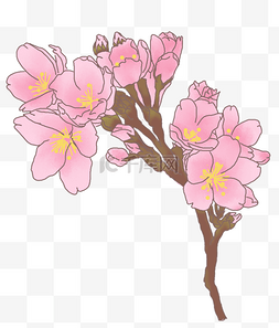 春季绽放的樱花