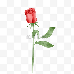 一枝绿色的叶子图片_漂亮的红色玫瑰花