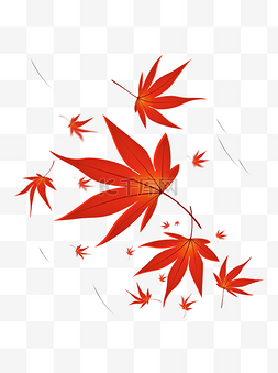 立秋枫树树叶素材