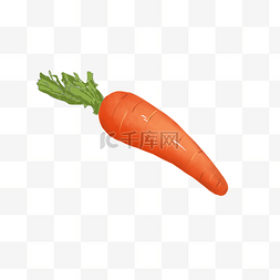 新鲜胡萝卜蔬菜手绘