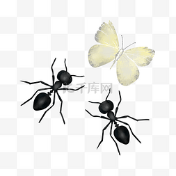 蚂蚁图片_小蚂蚁蝴蝶