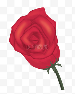 红色玫瑰花手绘插画