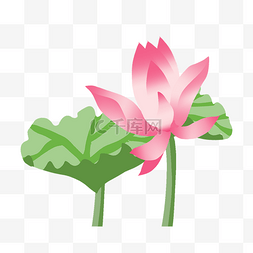 中国风荷花植物插画