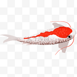 红锦鲤图片_手绘红白色锦鱼