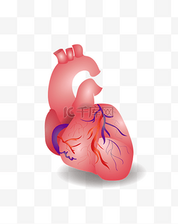肩关节康复图片_矢量免扣人体心脏