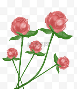 七夕节粉色玫瑰